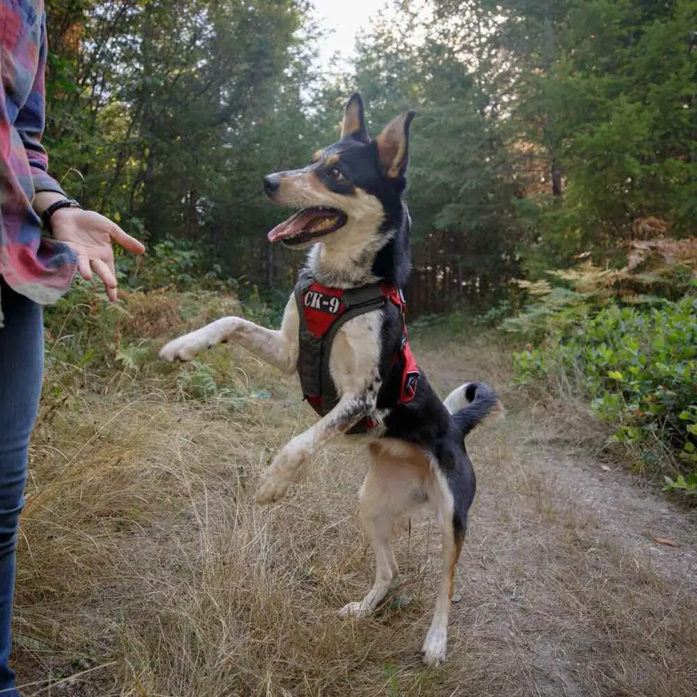 Ruffwear Brush Guard Chest Protection & Lifting Dog Harness Support